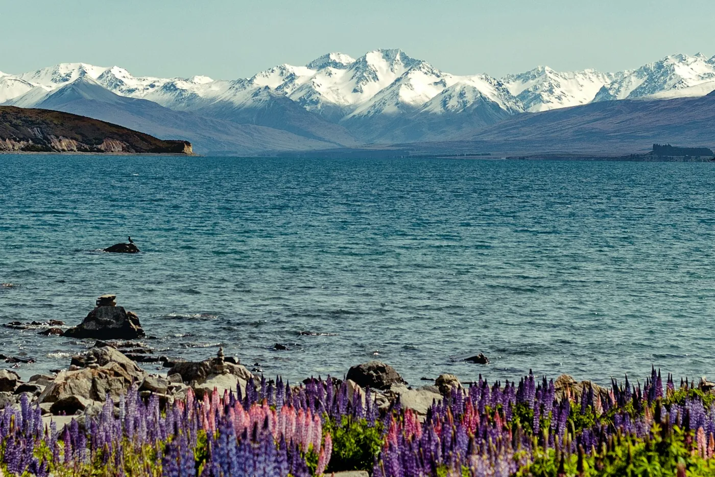 Lupinos en flor a orillas del Lake Tekapo con los Alpes del Sur nevados al fondo